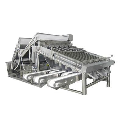 China Factory Seafood Processing Shrimp Grading Machine for sale