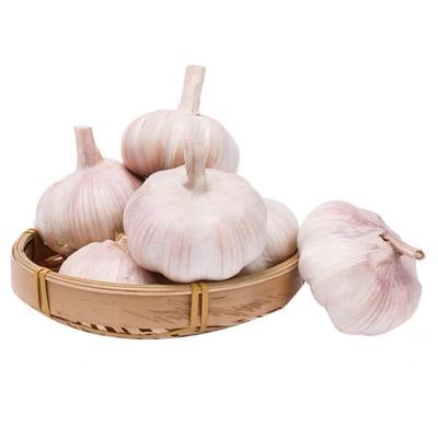 China Newest Color Food June Style Grow Bag Garlic Normal Net Type Shandong Original Shandong Fresh Fresh White Package Weight for sale