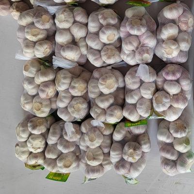 China Fresh High Quality Cost-effective Products Fresh White Garlic 10kg Pack Garlic 5cm 6cm 5.5cm 6cm for sale