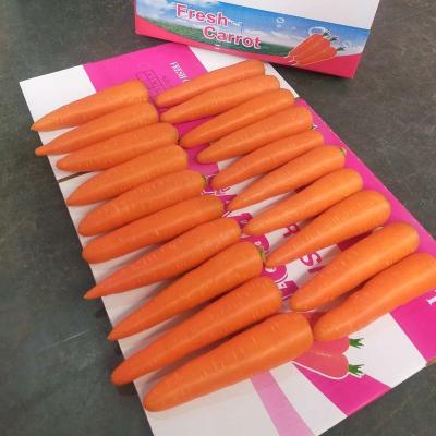 China Fresh carrots S M L XL XXL Shandong fresh crop of new for sale