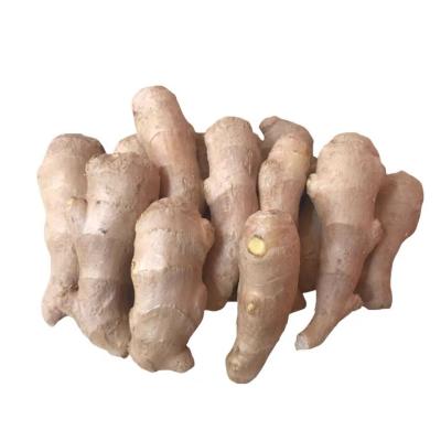 China Wholesale High Quality Organic Fresh Ginger Fresh And Air Dried Ginger for sale