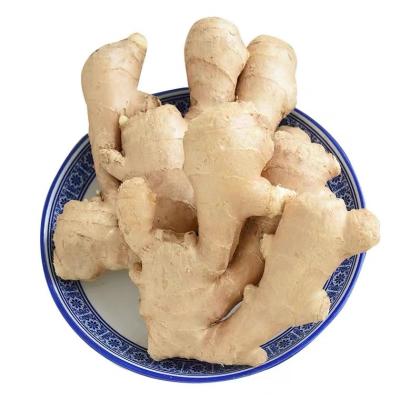 China Ginger Export From China dry fresh for sale