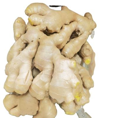 China Fresh Fresh Dried Ginger Buying Dried Ginger Buyers For Wholesale China Ginger For Sale Cheap Price for sale