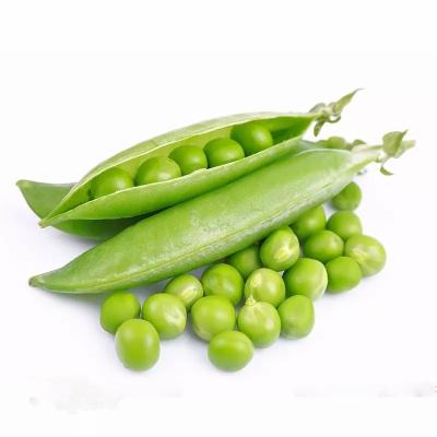 China New Culture Frozen IQF FROZEN Soybeans Peeled Frozen Edamame Soybean Vegetables for sale