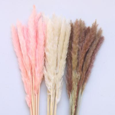 China Promotional Gifts Natural Large Pampas Artificial Dry Flower Preserved Grass Dried Pampas For Decoration for sale