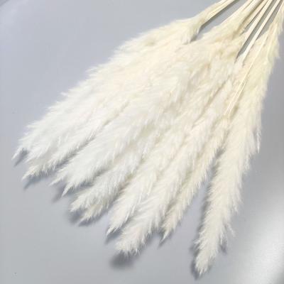 China Natural Dried Reed Plume Pampas Grass Pompas Grass Pompas Grass Home Decor Promotional Gifts Large Fluffy Pampas Grass for sale