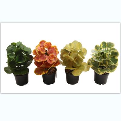 China PP+PE Artificial Potted Leaf Small Bonsai Tree Plant Green For Home Indoor And Outdoor Decoration Plant Pot for sale