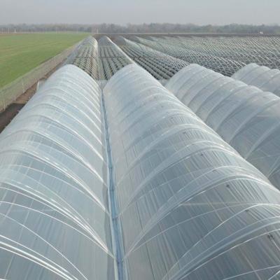 China For Greenhouse Covering Anti Greenhouse LDPE 200micron Plastic Sheet UV Tunnel UV Infill Plastic Greenhouse Film Agriculture for sale