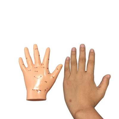 China Eco-friendly Chinese Acupuncture Model Energetic Acupuncture Hand Model 13cm Hand Model for sale