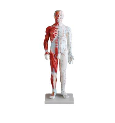 China Hot Selling Eco-friendly Acupuncture Model 60cm Human Acupuncture And Muscle Model Male Model for sale