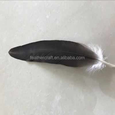 China The most popular decorative eagle feather with different size for sale for sale