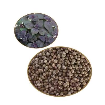 China Manufacturer Supply High Quality Natural Perilla Seed Perilla Seeds RXSZ-001 for sale