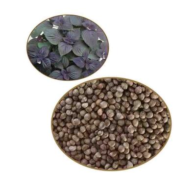 China Natural Perilla Frutescens Seed Perilla Seeds Perilla Seed RXSZ-001 for sale