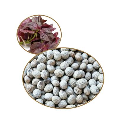 China White Perilla Seed, Traditional Condiment Flavor 2mm Original Perilla Seed RXSZ-001 for sale