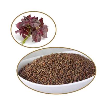 China China Manufacture Perilla Seeds High Content Perilla Dry Seeds Press Or Stuff Spices Bulk Wholesale RXSZ-001 for sale