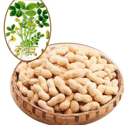 China Large Shell Dried Roasted Peanuts , Roasted Seed Products HACCP Certification for sale