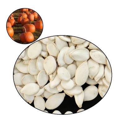 China Chinese Raw White Raw Dried Pumpkin Seeds 20kg/Bag Shell Dried 10-13mm Heilongjiang For Sale for sale