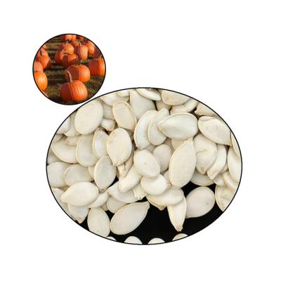 China Purity China Natural Pumpkin Seeds Price Raw And Dry Suppliers Professional Exports for sale