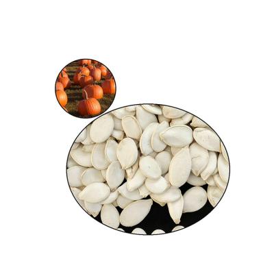 China Chinese big size snow raw and dry white pumpkin seed with wholesale price for sale