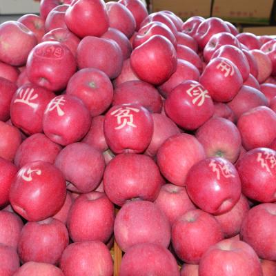 China Redleofu Fuji Fresh Organic Fresh Red Apple for sale