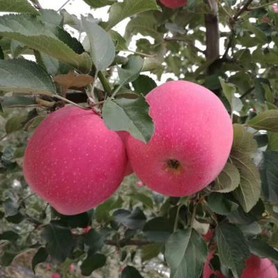 China Fuji Fresh Apples Fresh Organic Fruit for sale