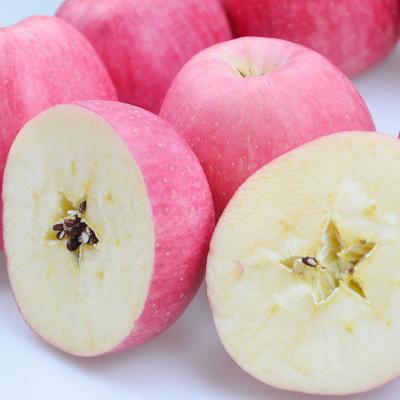 China Fresh China Honey Red Fuji Apple Delicious Fresh for sale