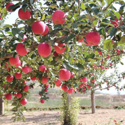 China Fresh Chinese Fresh Fruit Fuji Red Delicious Apples for sale