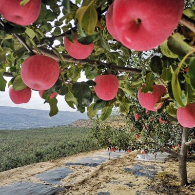 China New Fresh Chinese Culture 70# Fuji Apple For Sale for sale