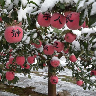 China Fresh Organic Farm Fresh Fuji Apple for sale