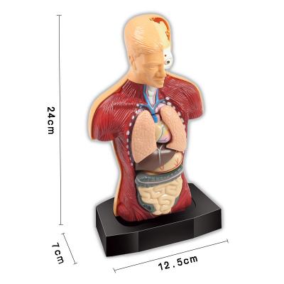 China High Quality Cheap Price 25*25*7cm 25*25*7cm Human Organ Model Toys For School for sale