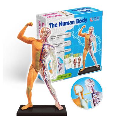 China DIY Human Body Assembly Science Kit Educational Toys Set For 5-7yeas Children Old 25*25*5cm 25*25*5 cm for sale