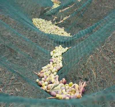 China Warehouse Excellent Quality 100% Virgin HDPE Olive Harvest Net for sale