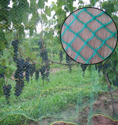 China China Anti Aging Agricultural Plastic Net HDPE Anti Bird Netting for sale