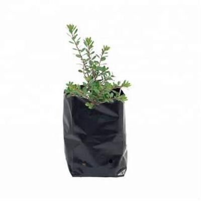 China Biodegradable Plant Nursery Bag Black Seedling BIODEGRADABLE for sale