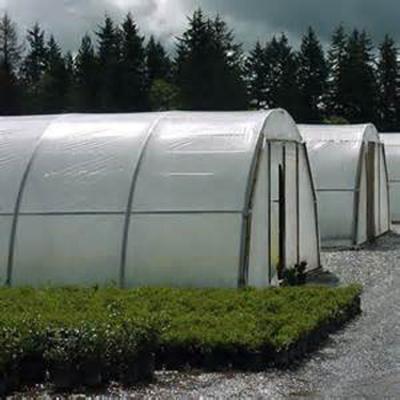 China 150 Micron Plastic LDPE PE Rolls Agriculture Polyethylene Anti Drip Greenhouse Film for sale