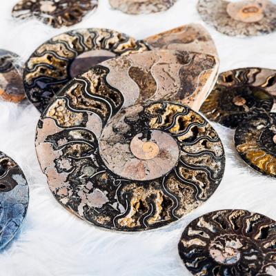 China Wholesale China Natural Folk Crystal Rough Healing Stone Open Ammonite Fossil For Decoration for sale