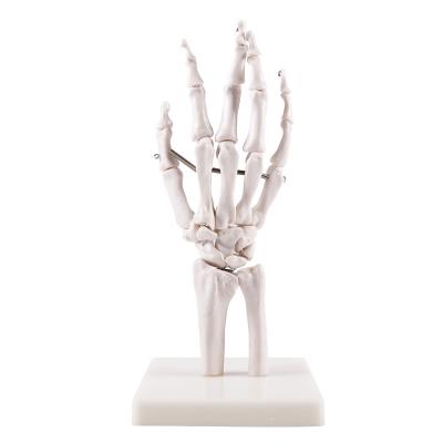 China Medical School Teacher Hand Bone Advanced Nature Size Medical Teaching Model Human Hand Joint Skeletal Model With Ligament for sale