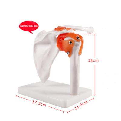 China For Teaching Research Shoulder Joint Model Adult Bone Model Medical Human Ligament Bone Teaching Aids for sale