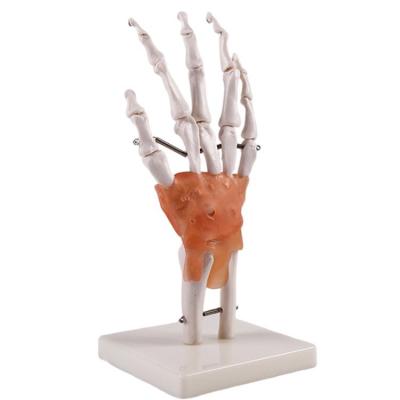 China Medical School Teacher Advanced Nature Size Hand Bone Human Hand Common Skeletal Model Medical Model for sale