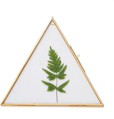 China Morden Side Length 8 Inch Triangle Herbarium Gold Brass Glass Medium Hanging Frame For Pressed Flowers Dried Flowers Double Glass for sale