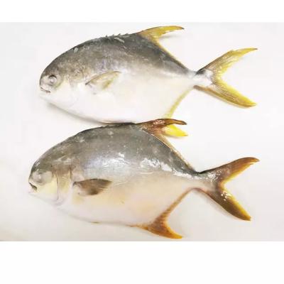 China 500-600g Pompano Round Pompano Fish Frozen Whole Fresh Frozen Fish Low Salt IQF Golden Pomegranate Seafood for sale