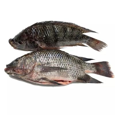 China Size 250-350-550-750-950 Gram Low Salt Frozen Tilapia Chemical Free Frozen Black Tilapia Fillet Gutted And Measured for sale