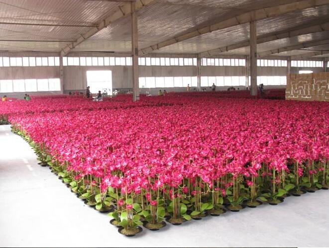 Verified China supplier - Baoding City Northern Flower Manufacturing Co., Ltd.