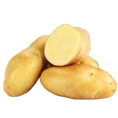 China Potato Healthy Healthy Export Vegetable Food Bulk Fresh Potato for sale