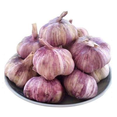 China Fresh Fresh Garlic Purple Garlic Packing For Mesh Bag Or Carton Kenya Import Garlic From China for sale