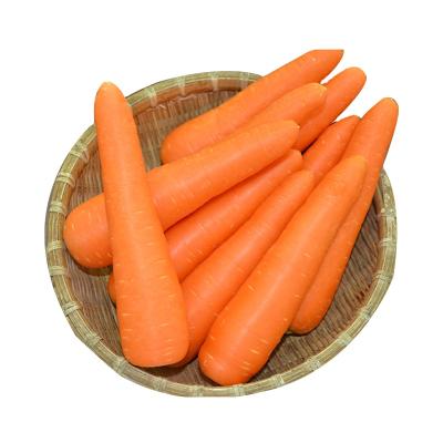 China Healthy Chinese Popular Export Competitive Fresh Carrot for sale