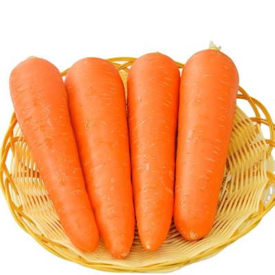 China Healthy Chinese Popular Long Crispy Fresh Carrot for sale