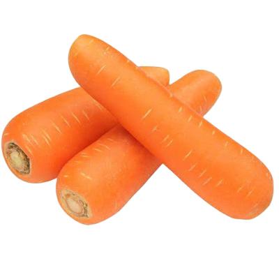 China Fresh High Quality Crispy Healthy Bulk Carrot Good For Human Body for sale