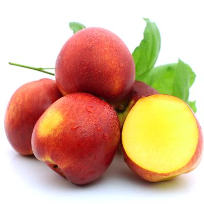 China CHINA good quality high nutritious fresh yellow pulp nectarine for sale