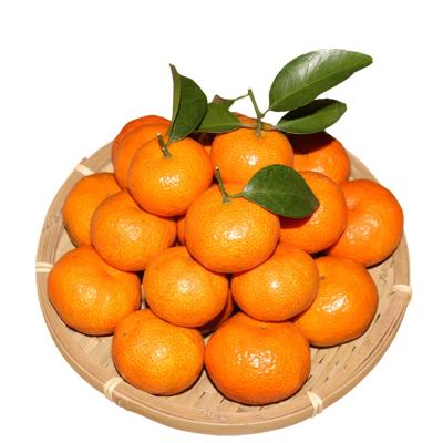 China Healthy around the world popular juicy fresh honey tangerine for sale